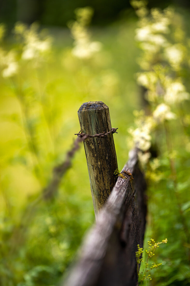 Fence post in a summer meadow, Bavaria, Germany