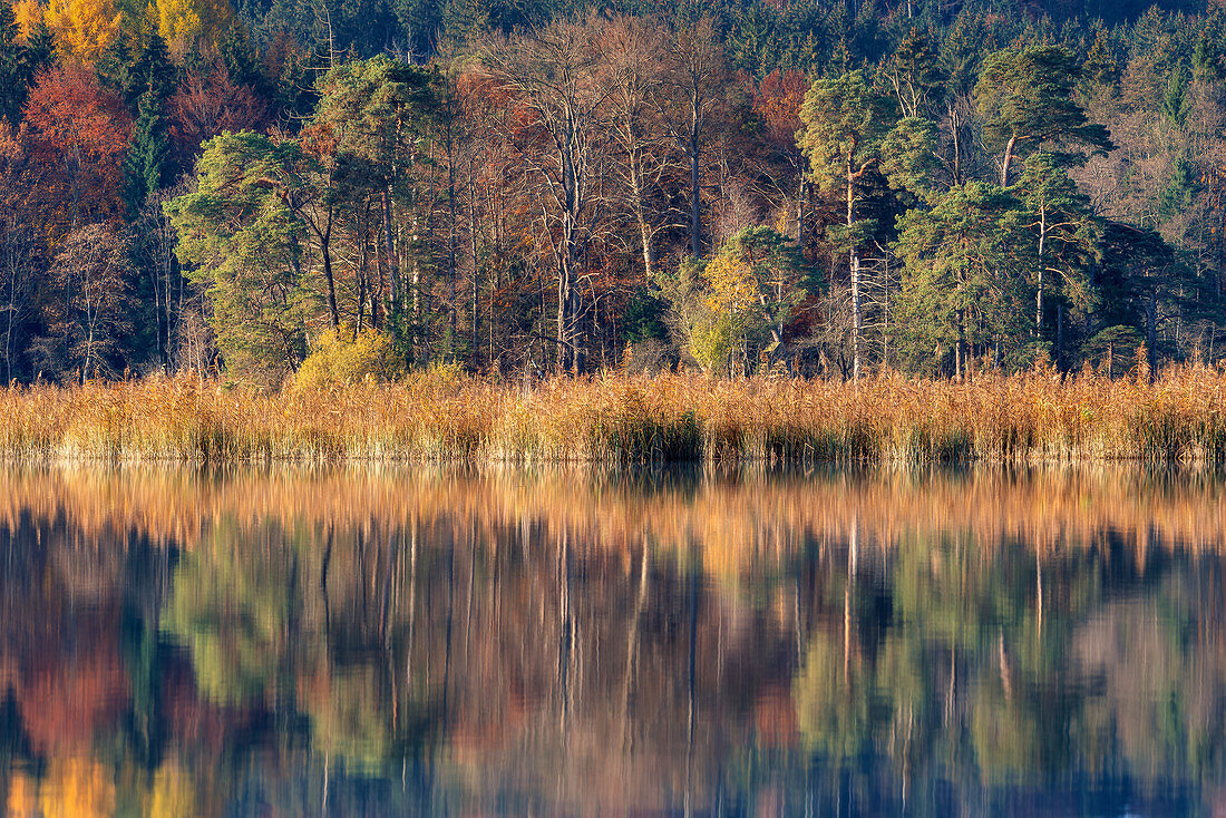Edge of the forest at the large Ostersee on an autumn morning, Iffeldorf, Upper Bavaria, Bavaria, Germany
