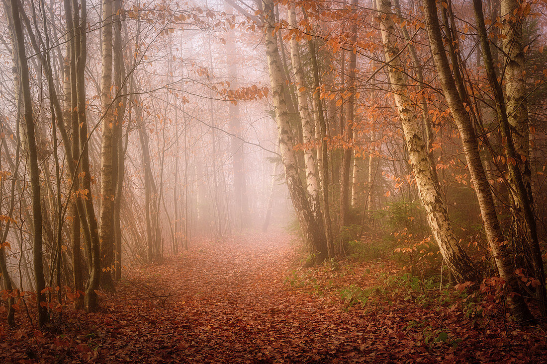 Fog morning in the beech forest in November, Bavaria, Germany