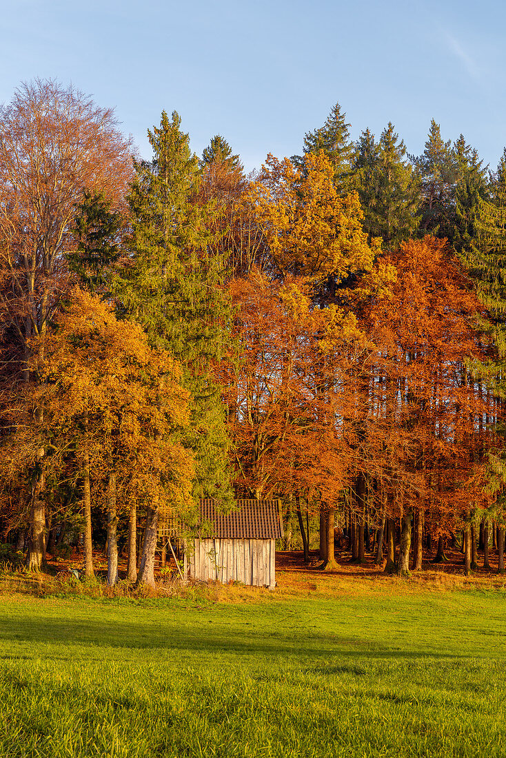 Sunny November evening in the foothills of the Alps, Obersöchering, Upper Bavaria, Bavaria, Germany