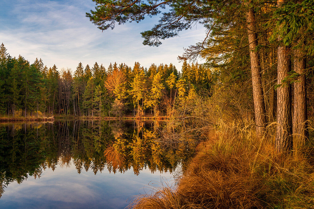 November am Pllinger Weiher, Alpenvorland, Obersöchering, Oberbayern, Bayern, Deutschland