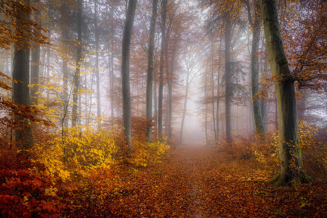 European beech forest in November, forest near Baierbrunn, Bavaria, Germany