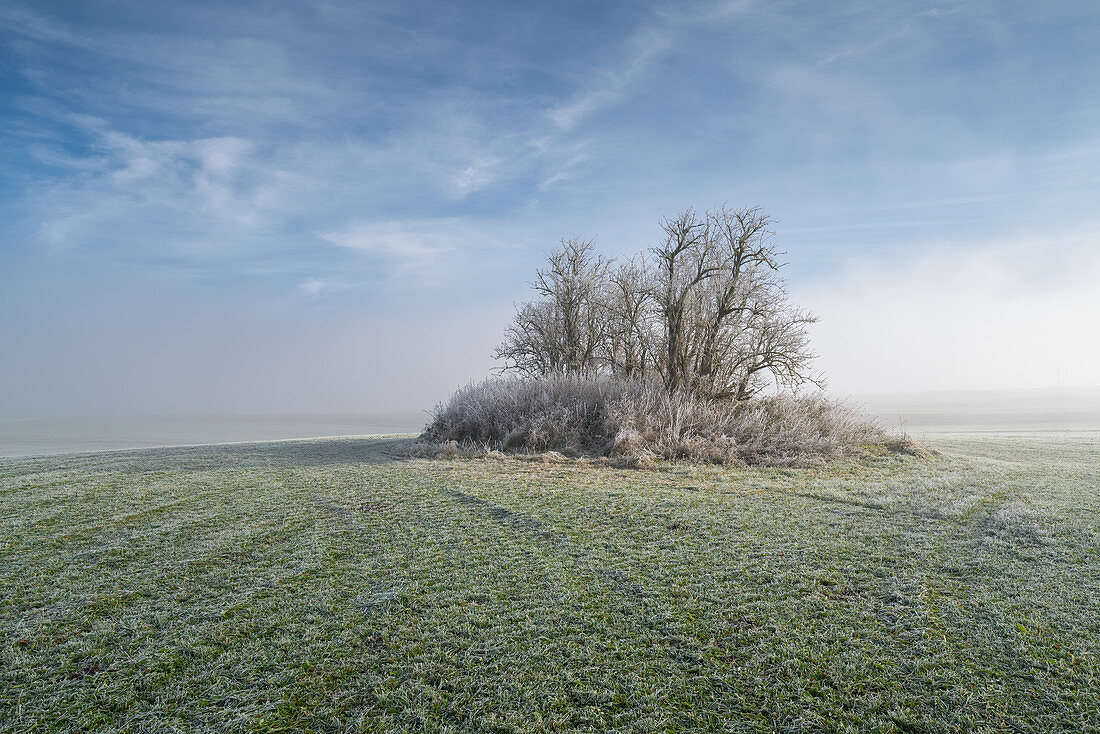 Kleine Baumgruppe in der Nähe von Etting an einem nebligen Novembermorgen, Etting, Oberbayern, Bayern, Deutschland