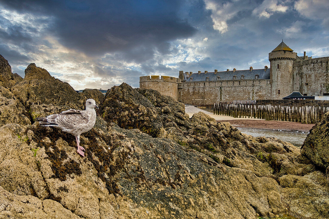 Seagull on rock on the beach of Saint-Malo, Brittany, Ille et Vilaine, Cote d'Emeraude (Emerald Coast), France