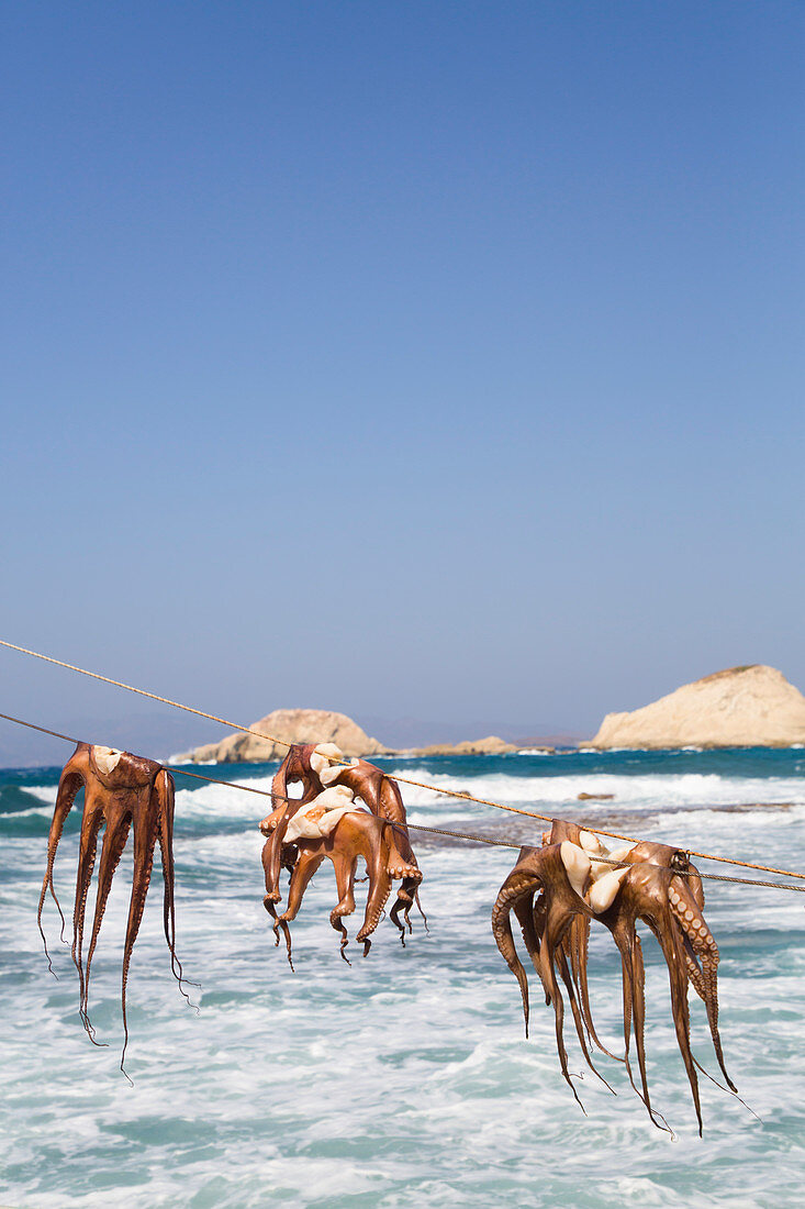 Drying Octopus, Mandrakia Village, Milos Island, Cyclades Group, Greek Islands, Greece, Europe