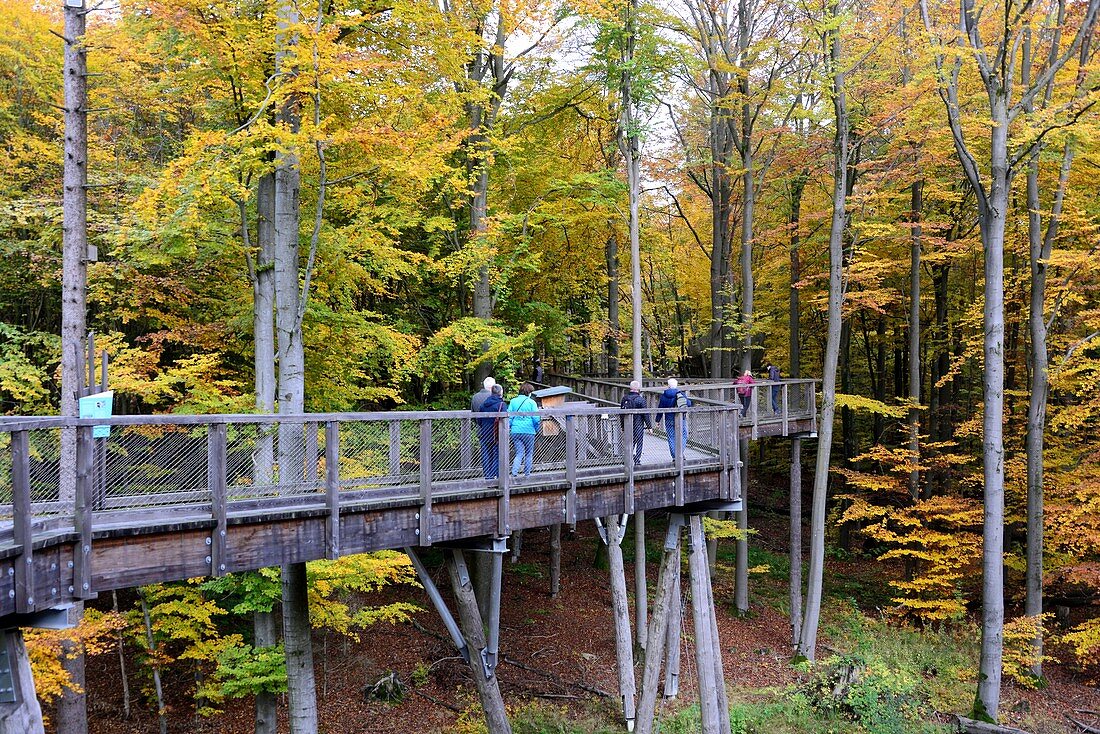 Treetop path near Ebrach in the Steigerwald, Upper Franconia, Bavaria, Germany