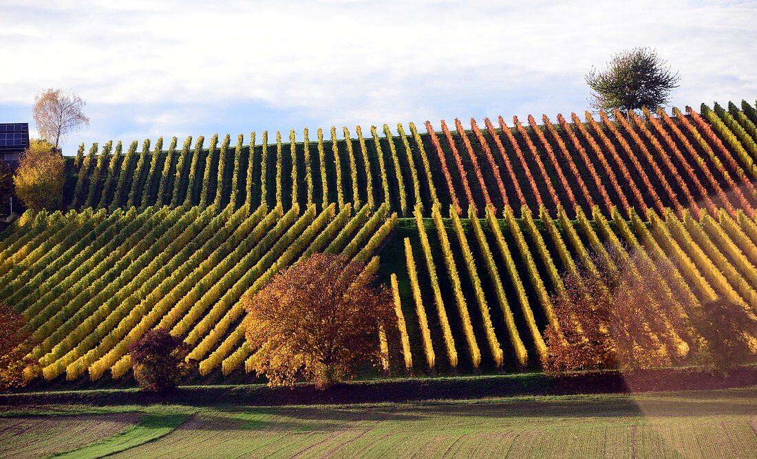 Weinberge bei Marktbreit am Main, Unter-Franken, Bayern, Deutschland