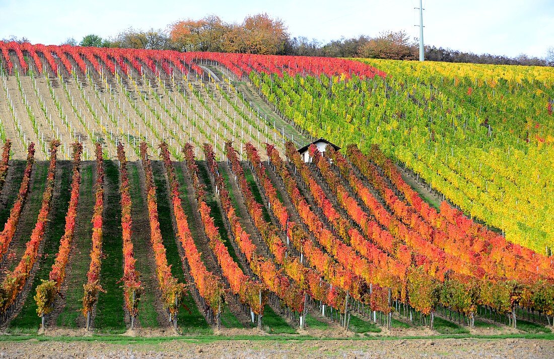 Vineyards near Frickenhausen am Main, Lower Franconia, Bavaria, Germany
