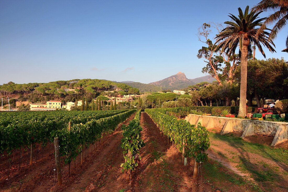 Tenuta La Chiusa in der Bucht von Portoferraio, Elba, Toskana, Italien