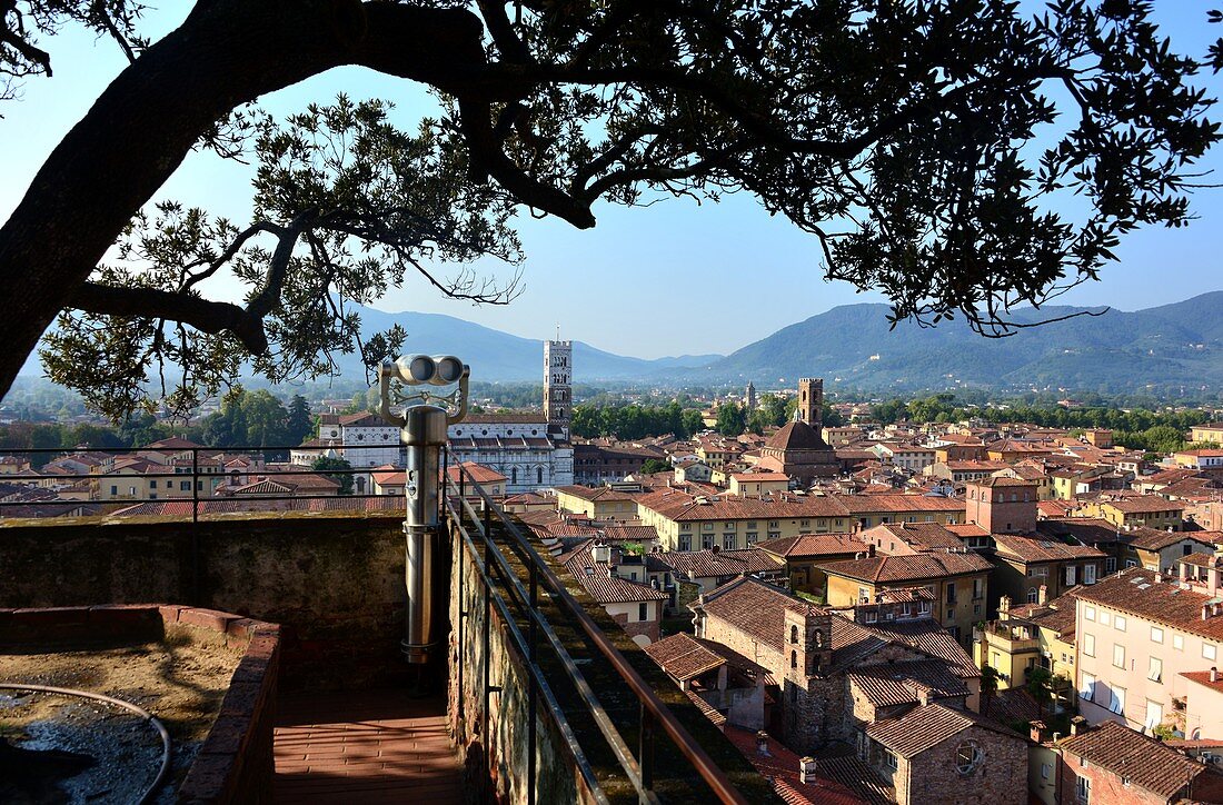 Blick vom Turm des Palazzo Guinigi, Lucca, Toskana, Italien