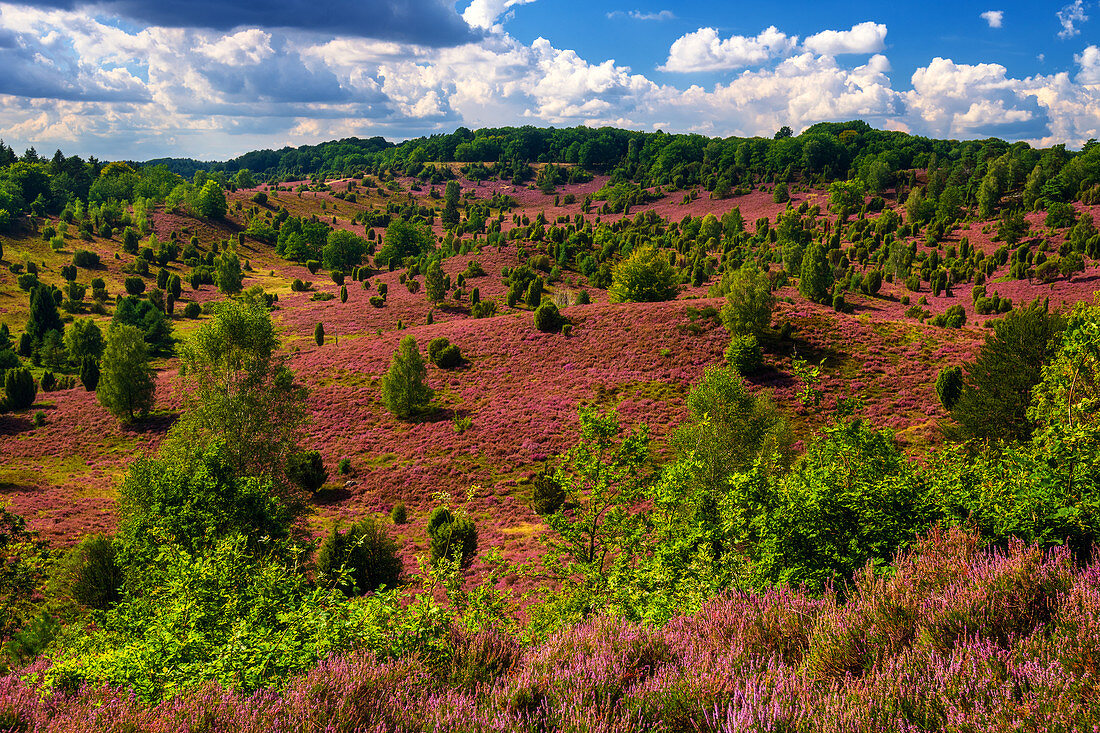 Heideblüte, Heide, Aussicht, Totengrund, Lüneburger Heide, Niedersachsen, Deutschland, Europa 