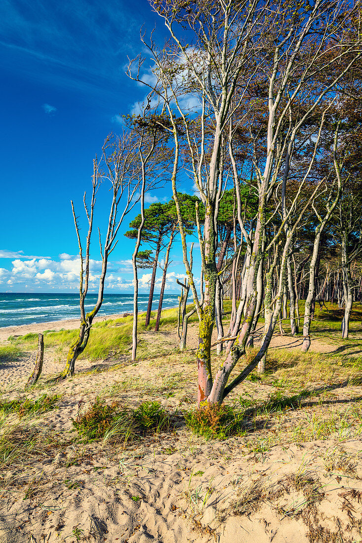 Weststrand, Strand, Wald, Ostsee, Ahrenshoop, Mecklenburg-Vorpommern, Deutschland, Europa 