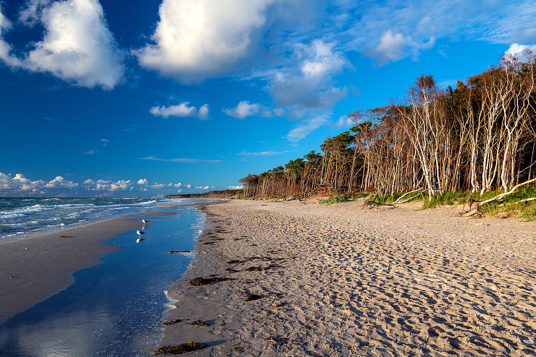 West beach, beach, forest, Baltic Sea, Ahrenshoop, Mecklenburg-Western Pomerania, Germany, Europe