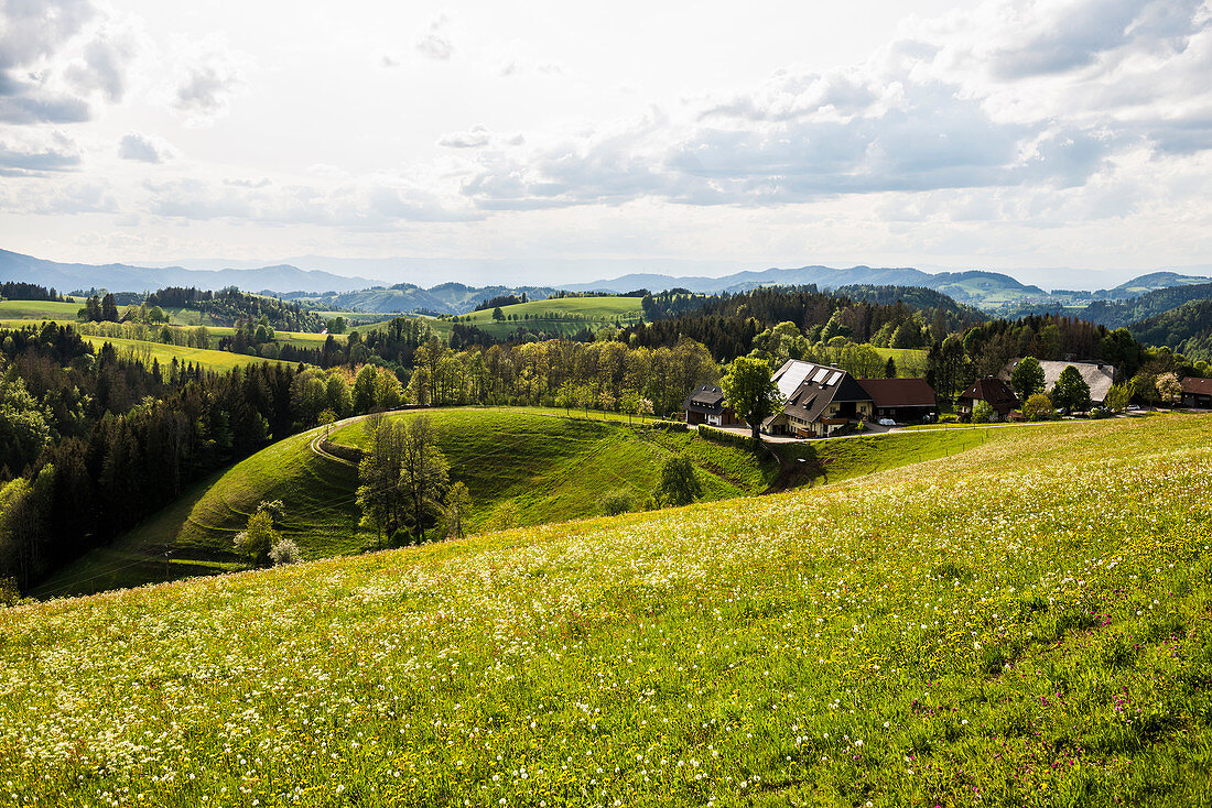 Hügellandschaft und Blumenwiese, bei St Märgen, Schwarzwald, Baden-Württemberg, Deutschland