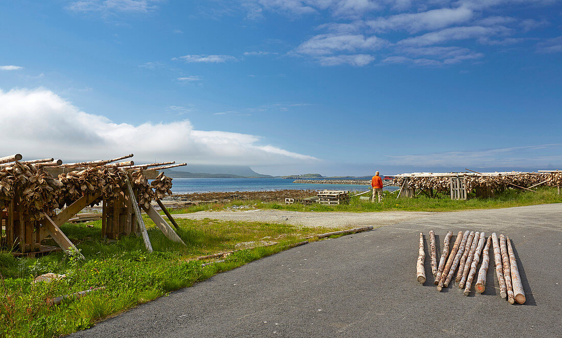 Drying racks with cod heads near Ramberg, Flakstadoeya, Lofoten, Nordland, Norway, Europe