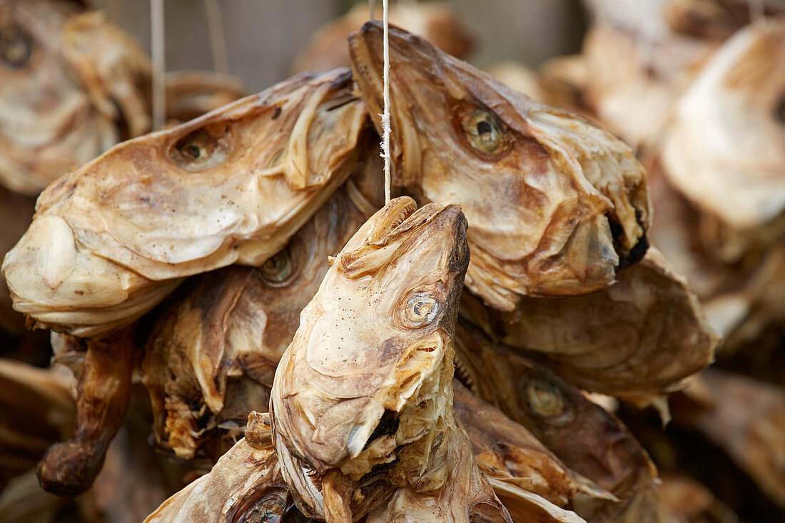 Drying racks with cod heads near Ramberg, Flakstadoeya, Lofoten, Nordland, Norway, Europe