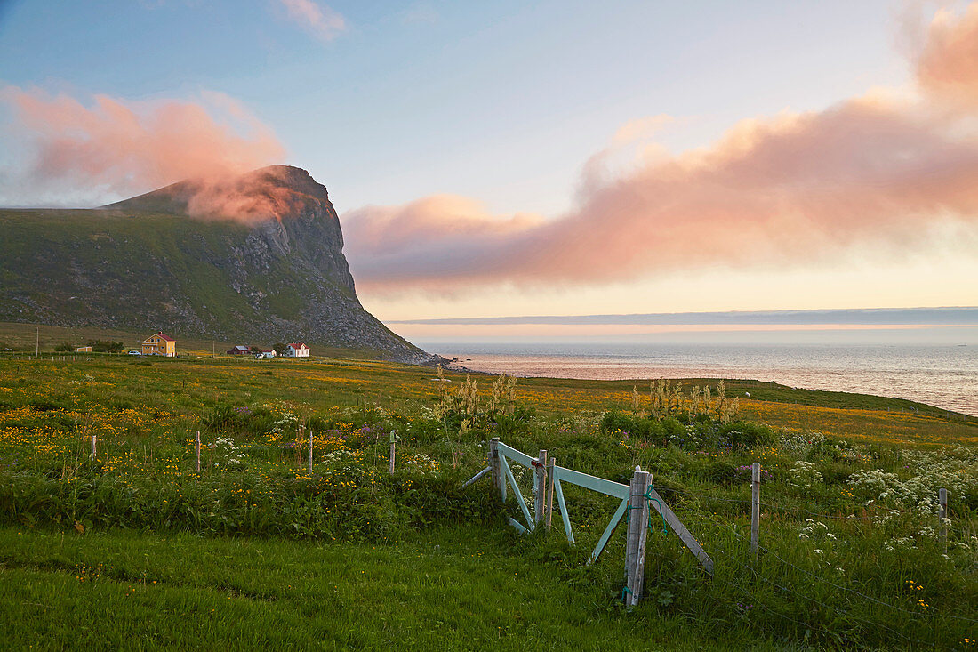 Flower meadow with wooden house in Myrland, sunset, Flakstadoeya, Lofoten, Nordland, Norway, Europe