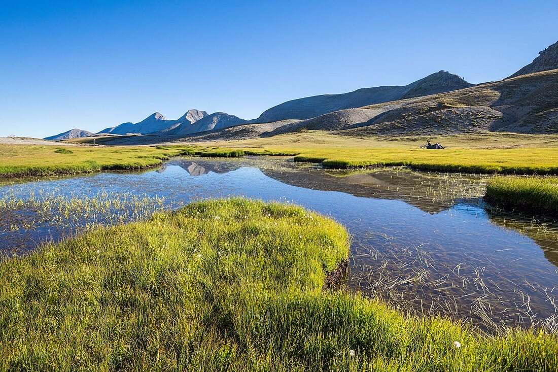 France, Alpes de Haute Provence, National Park of Mercantour, Haut Verdon, Colmar, peat bogs of the plateau of the lake Lignin (2276m)