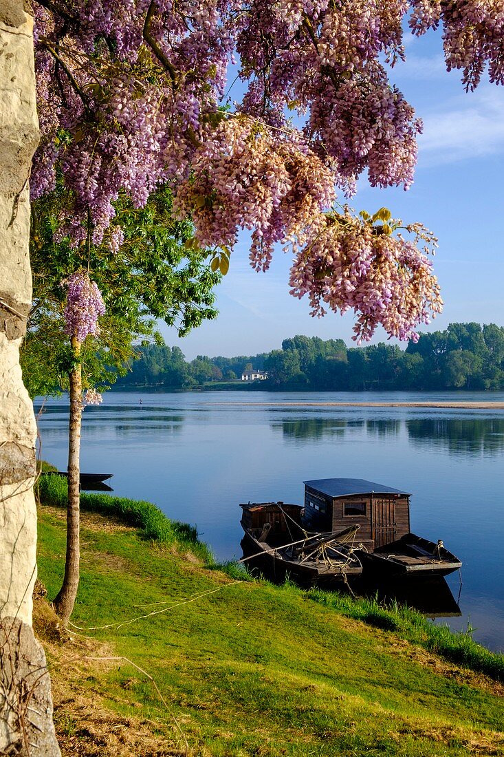 Frankreich, Indre et Loire, Loiretal, von der UNESCO zum Weltkulturerbe erklärt, Candes Saint Martin, bezeichnet die schönsten Dörfer Frankreichs, Zusammenfluss von Loire und Wien, alle Cabane auf der Wien