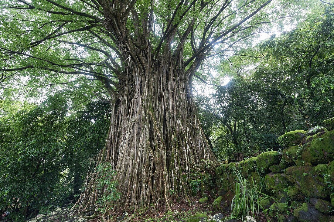 France, French Polynesia, Marquesas Archipelago, Nuku Hiva Island, Hatiheu, Tohua Kamuihei Archaeological Site, Banyan Tree (Ficus benghalensis)