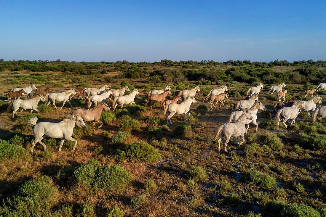 Frankreich, Bouches du Rhone, Parc naturel regional de Camargue (Regionaler Naturpark von Camargue), rund um den Malagroy-Teich, Manade Jacques Mailhan, Camargue-Pferde (Luftaufnahme)