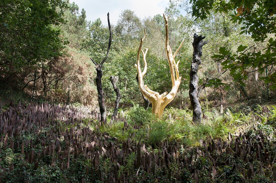 France, Ille et Vilaine, Paimpont, the golden tree in the forest of Broceliande