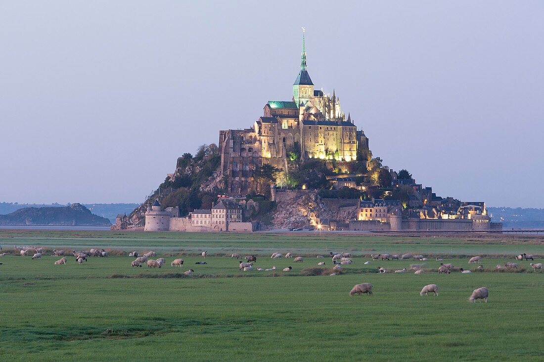 Frankreich, Manche, Bucht des Mont Saint Michel, von der UNESCO zum Weltkulturerbe erklärt, Salzwiesenschafe vor dem Mont Saint Michel