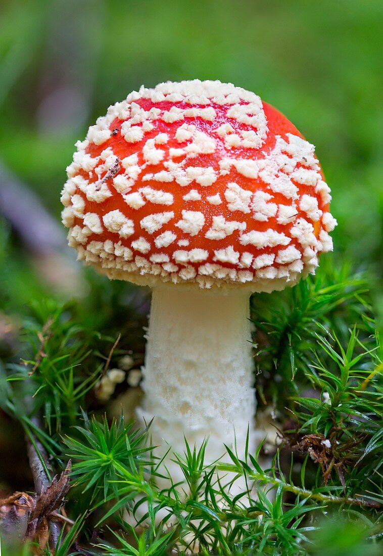 Frankreich, Normandie, Fliegenpilz oder Fliegenamanita (Amanita muscaria)