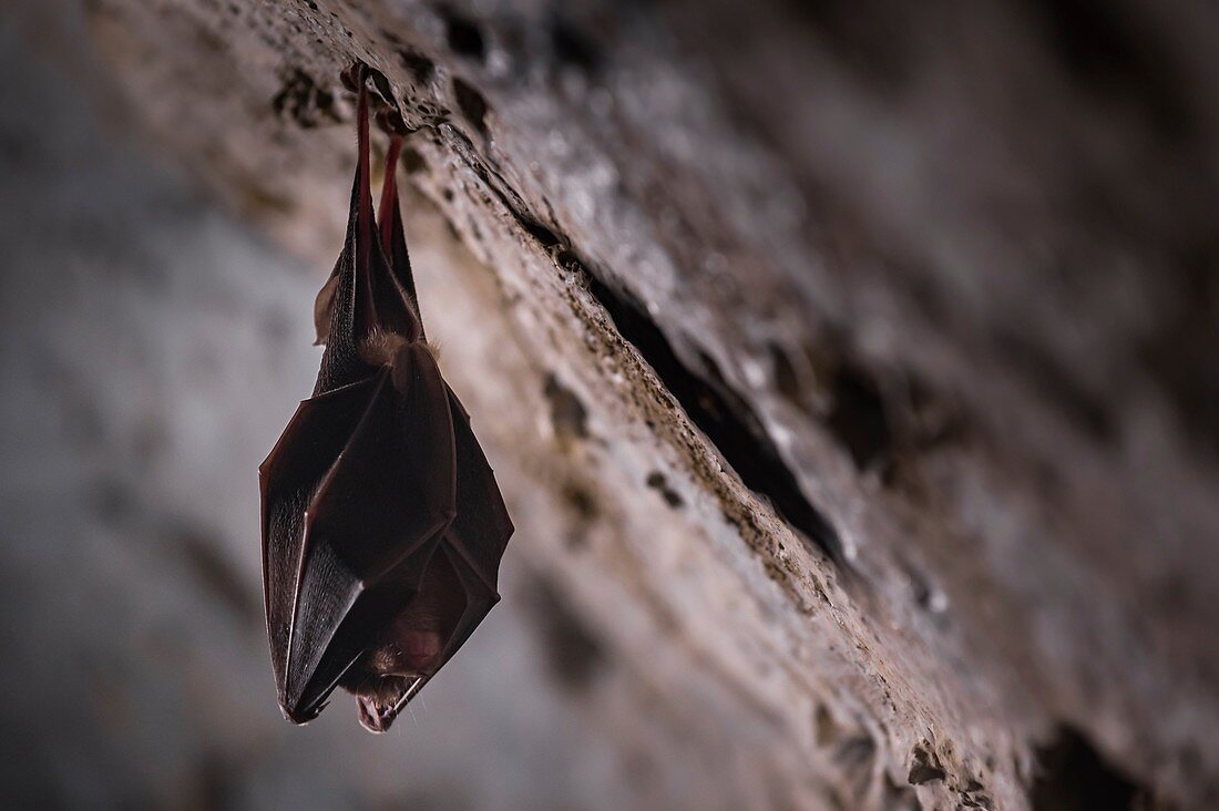 Frankreich, Morbihan, La Gacilly, Glenac, Glenac-Sumpf, Hufeisenfledermaus (Rhinolophus ferrumequinum)