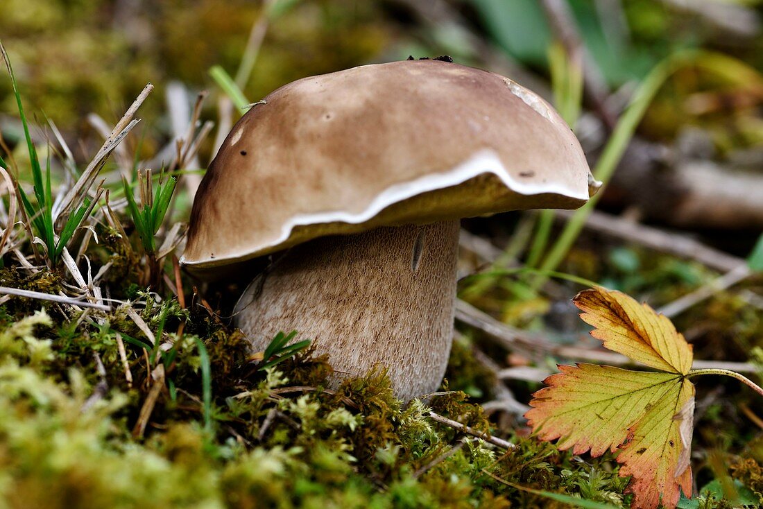 France, Haut Rhin, Sewen, Ballon d Alsace, forest, mushroom (Boletus edulis)