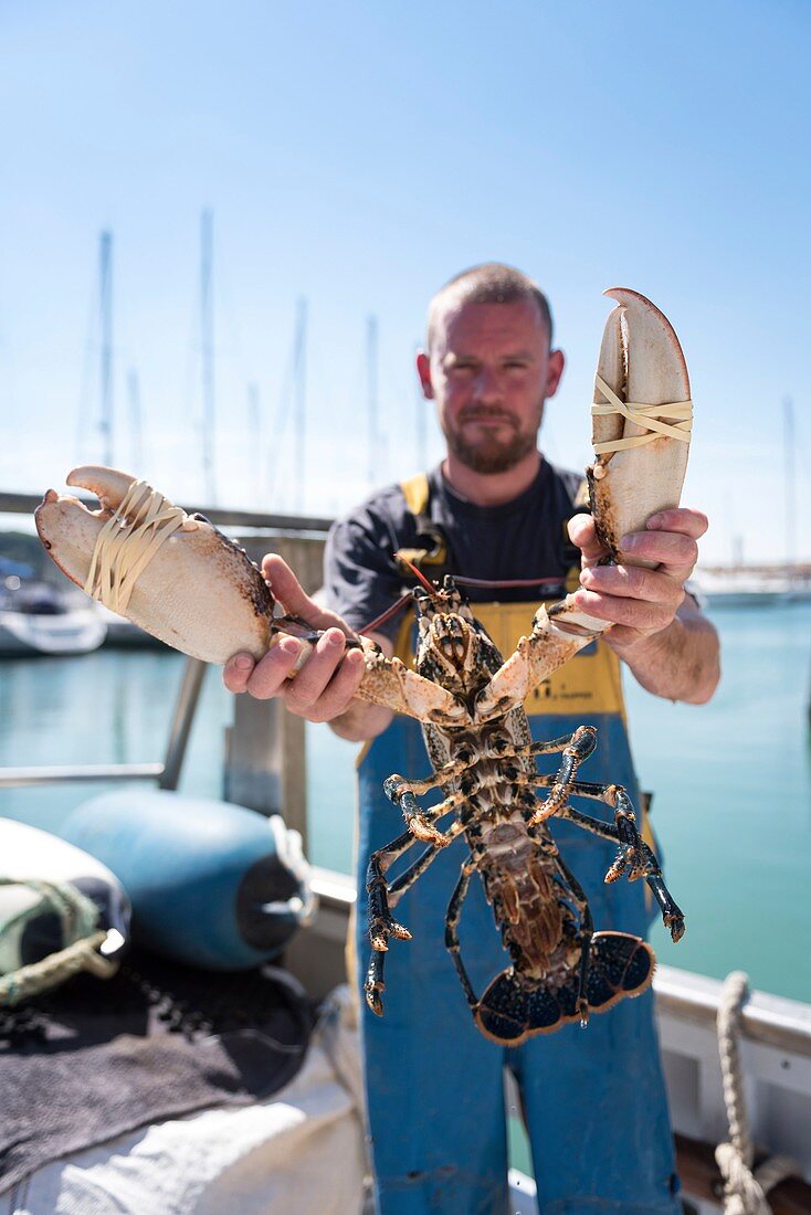 France, Cotes d'Armor, Trebeurden, fisherman and lobster in the port