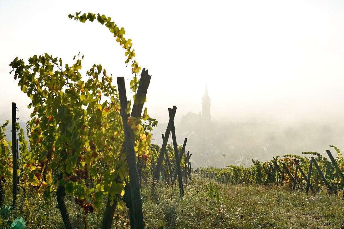 France, Bas Rhin, Alsace Wine Road, Dambach la Ville