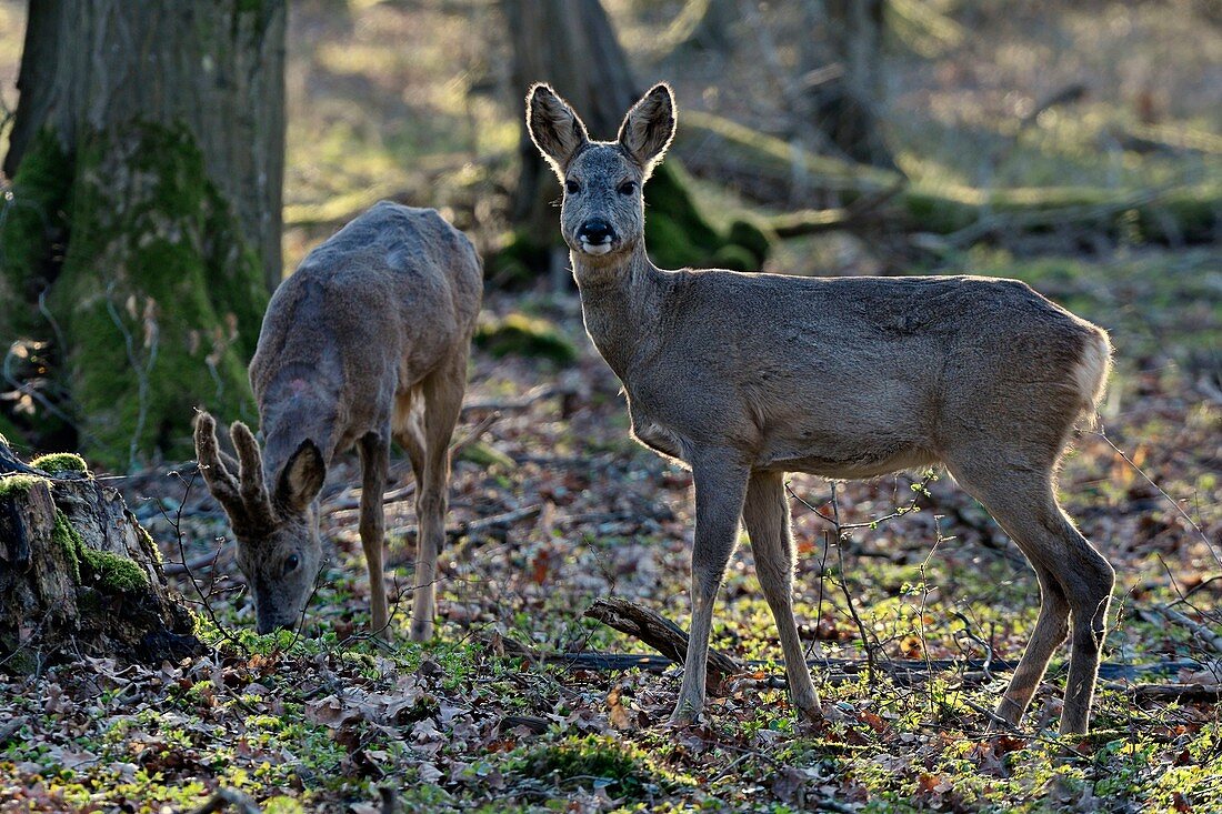 France, Doubs, deer, brocade and goat in forest in spring