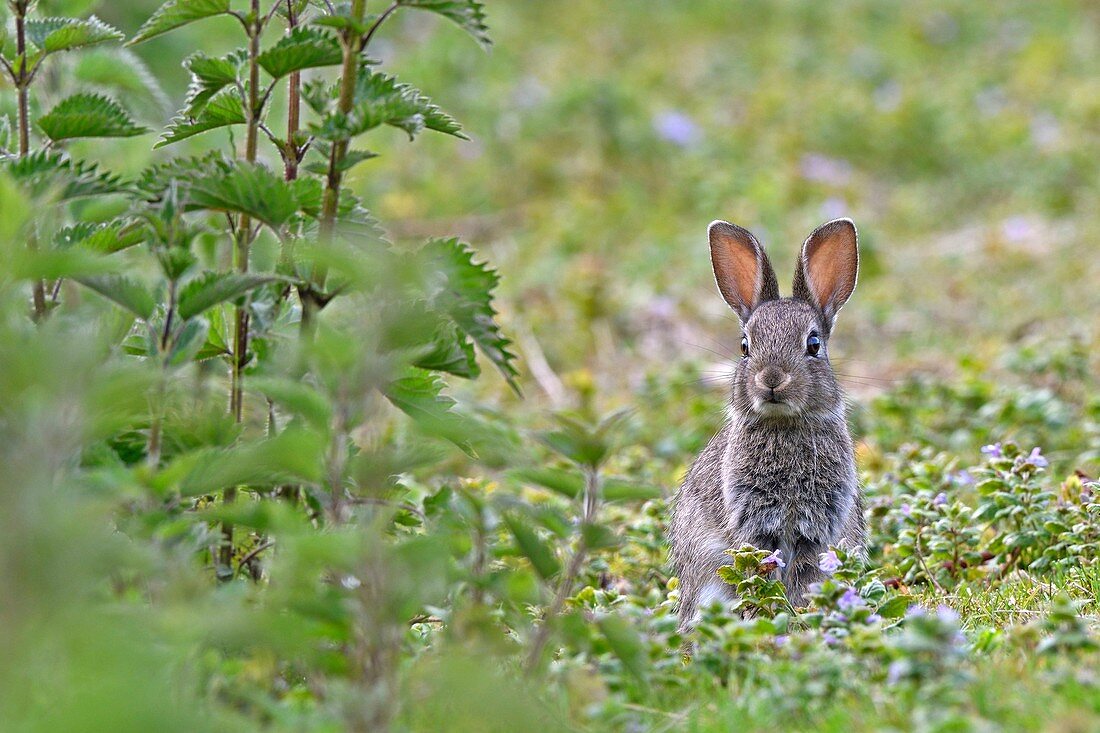 France, Doubs, Rabbit in a meadow