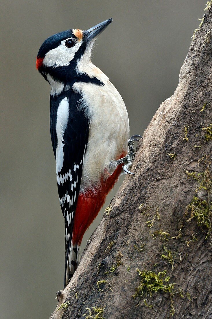France, Doubs, Great Spotted Woodpecker (Dendrocopos major), male