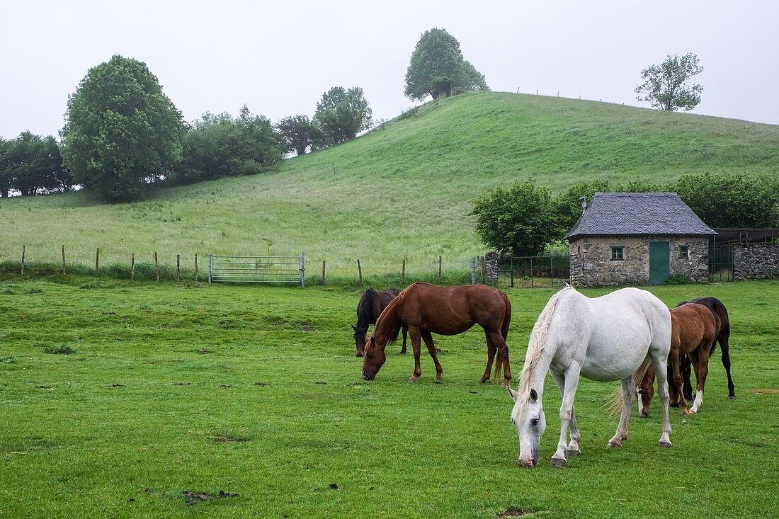 France, Pyrenees Atlantiques, around the Marie Blanque pass, horses in pastures