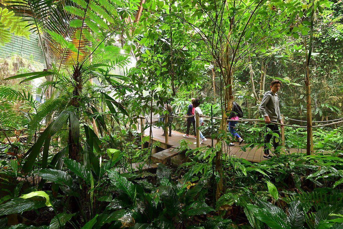 France, Finistere, Brest city, Oceanopolis, Sea Museum, tropical forest