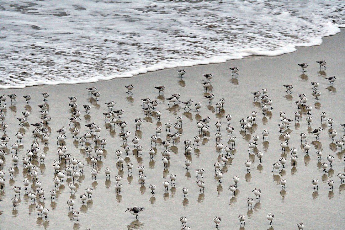 France, Finistere, Cleder, Kerfissien beach, Sanderling (Calidris alba) at high tide