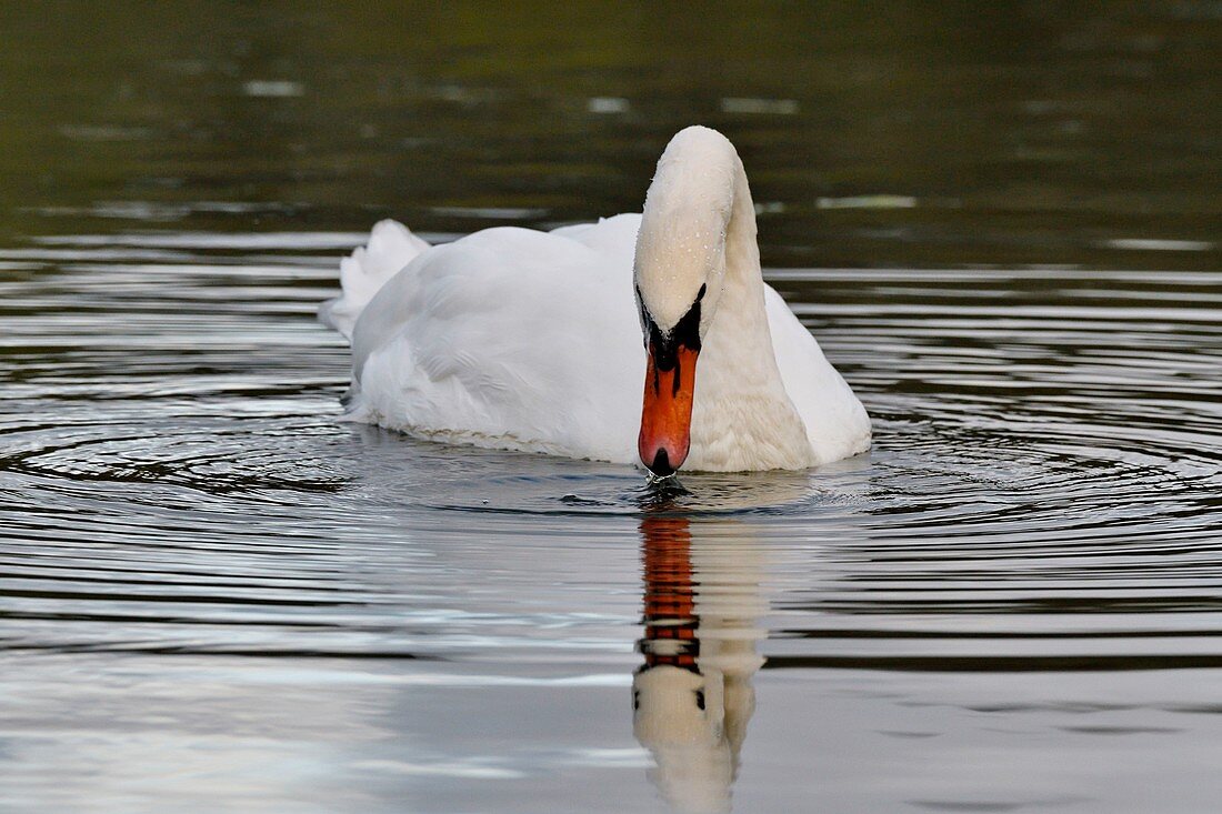 France, Doubs, natural area of Allan, Mute Swan (Cygnus olor)