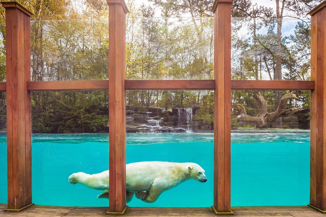 Frankreich, Sarthe, La Fleche, Zoo La Fleche, Taïko, männlicher Eisbär (Ursus maritimus), der in seinem Basinotektionsstatus schwimmt, Washingtoner Konvention Anhang II B (CITES), IUCN-Status, Mindestrisiko, abhängig von Erhaltungsmaßnahmen (LR-cd)