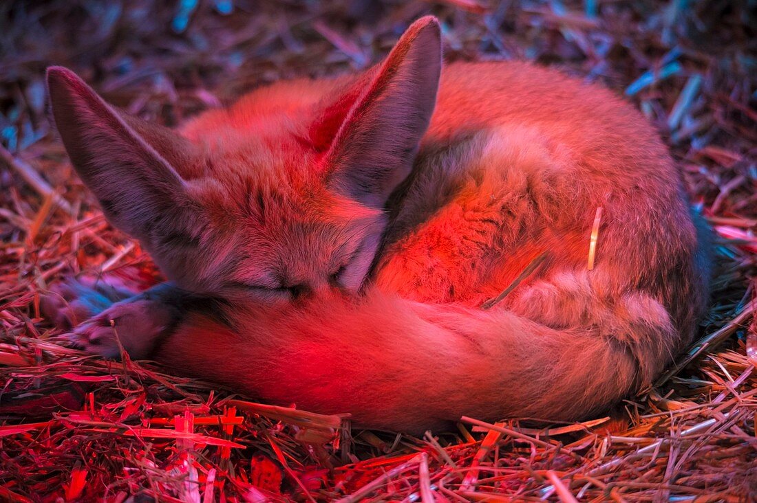 France, Sarthe, La Fleche, La Fleche Zoo, Fennec (Vulpes zerda) resting under an infrared heat lamp