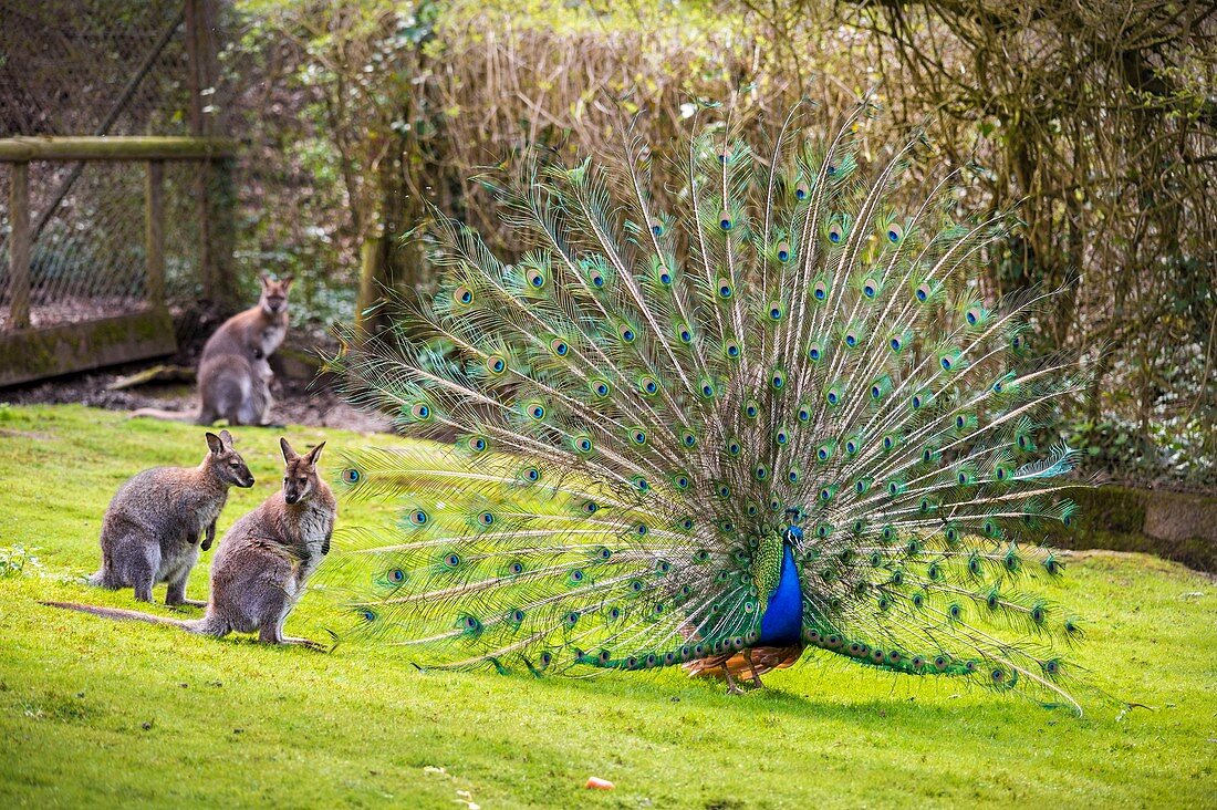France, Sarthe, La Fleche, La Fleche Zoo, Blue peafow (Pavo cristatus) wheeling in front of Wallabies of Bennett subspecies of Red-necked Wallaby (Macropus rufogriseus)otection status, Unprotected species, IUCN status, Least Concern (LR / Ic)