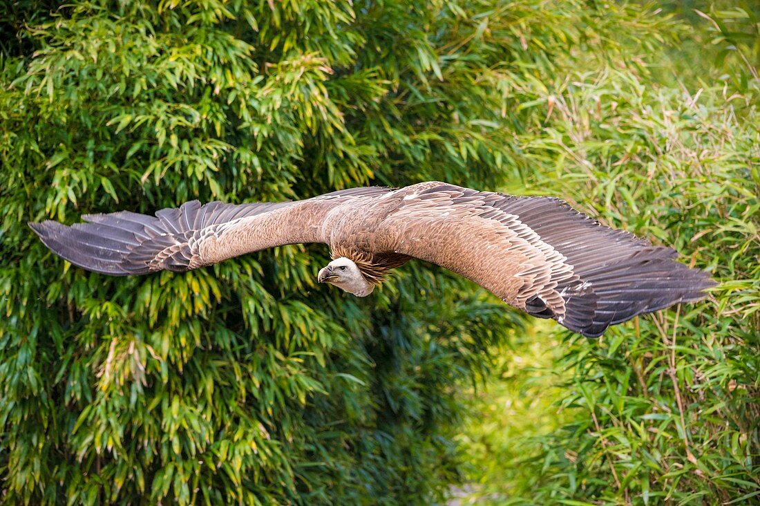 France, Sarthe, La Fleche, La Fleche Zoo, Griffon Vulture (Gyps fulvus) in flight