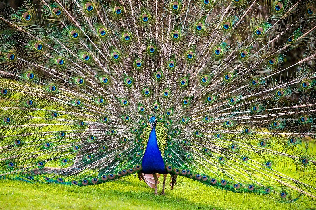 Frankreich, Sarthe, La Fleche, La Fleche Zoo, Rad der blauen Pfau (Pavo cristatus)