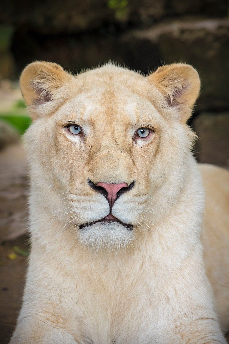 Frankreich, Sarthe, La Fleche, La Fleche Zoo, Porträt eines weißen Löwen, mutierte Form der Unterart Panthera leo krugeri
