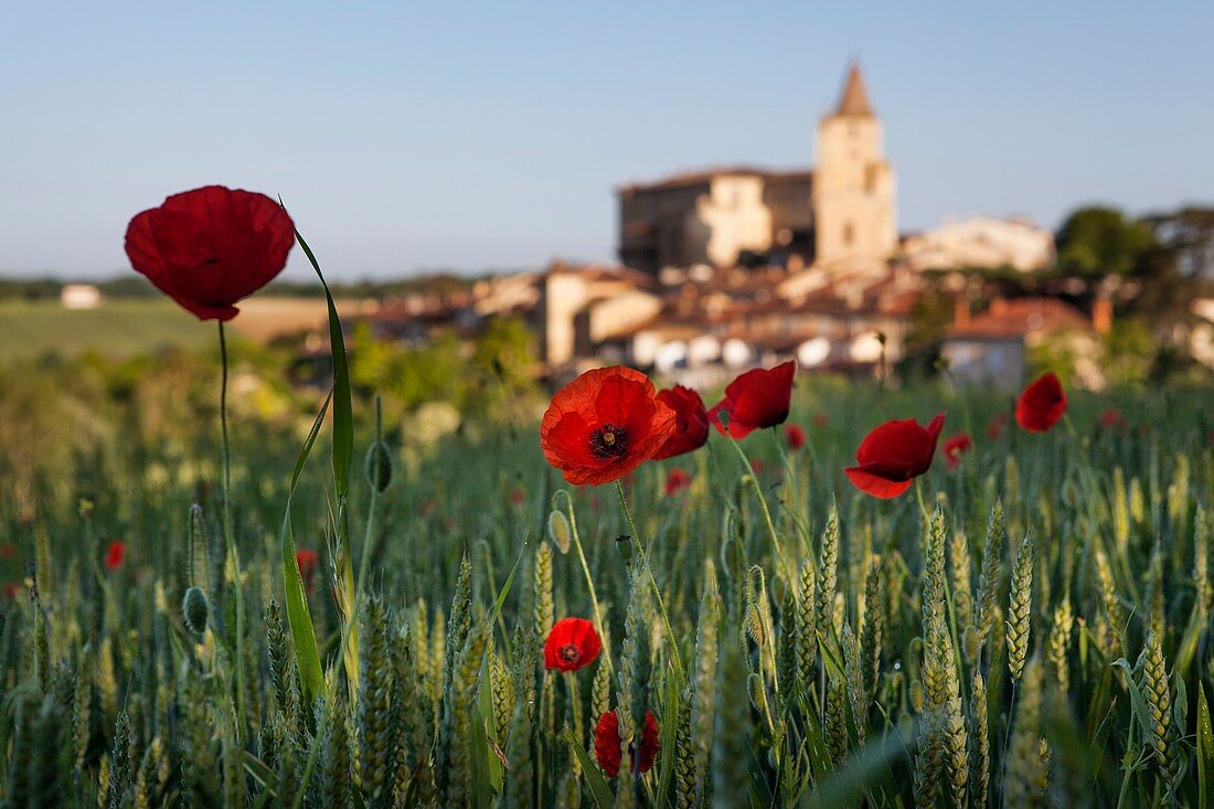 France, Gers, Lavardens, labeled Les Plus Beaux Villages de France (The Most Beautiful Villages of France) cornfield and poppies