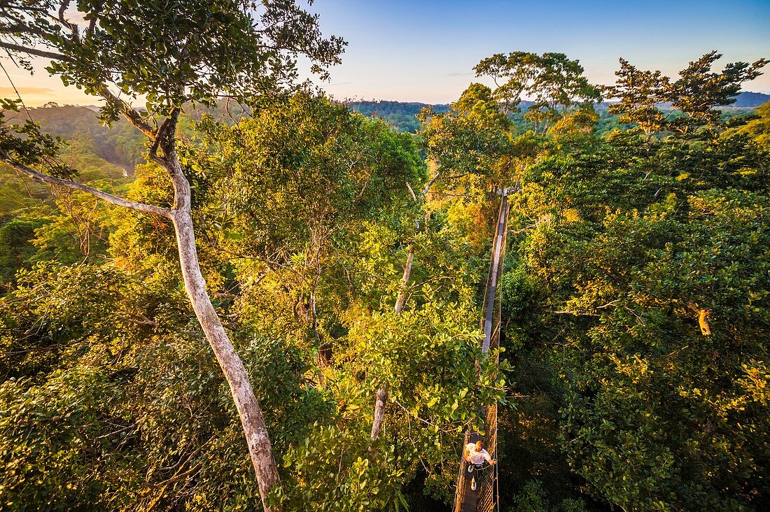 Frankreich, Französisch-Guayana, Kourou, Camp Canopee, Entdeckung des Baldachins, 36 m über dem Boden, bei Hängebrücken von Baum zu Baum übergehend, bei Sonnenuntergang