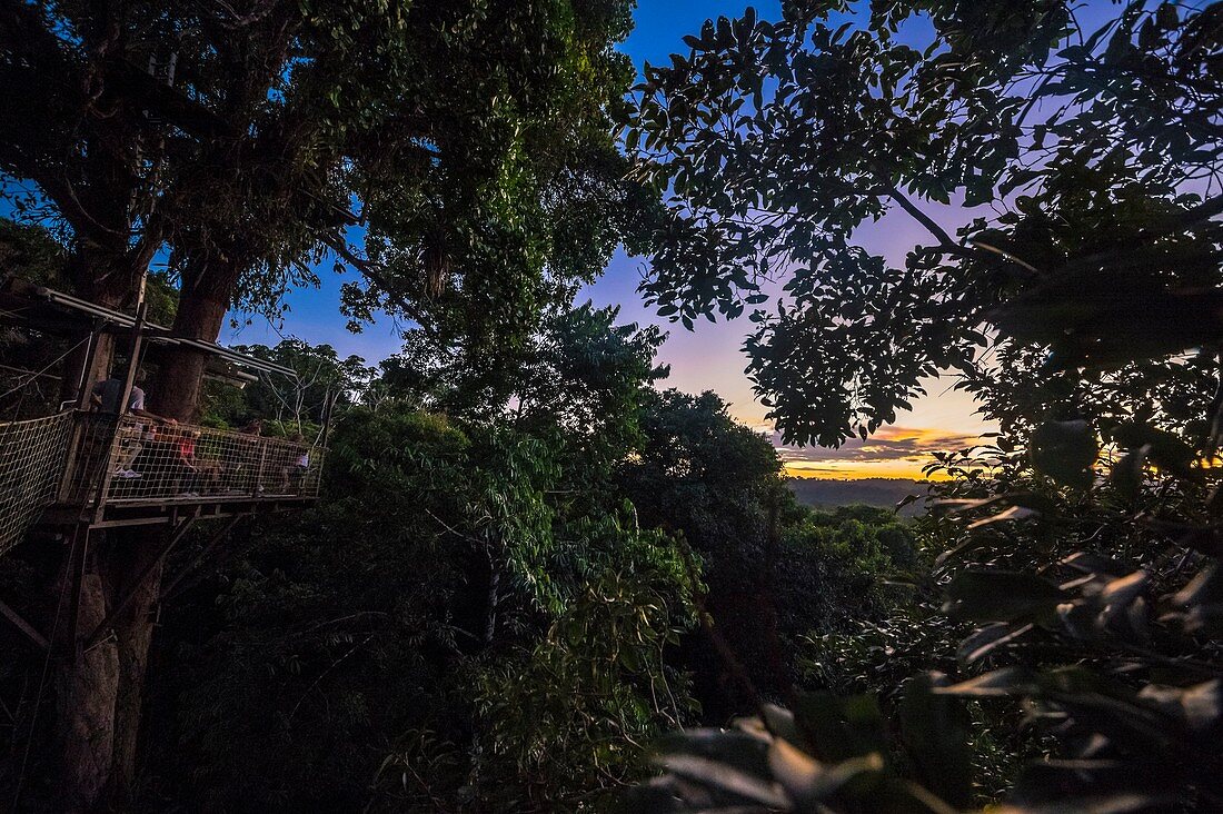 France, French Guiana, Kourou, Camp Canopee, Discovery of the canopy, 36 m from the ground, passing from tree to tree thanks to suspended bridges