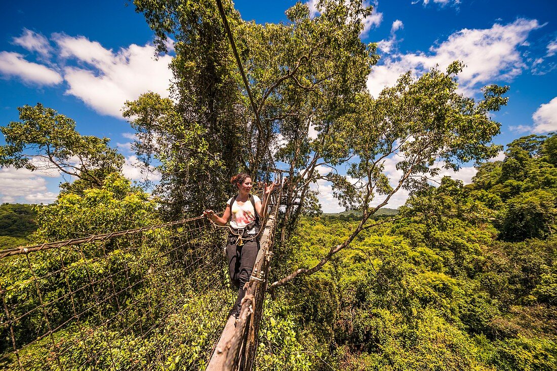 Frankreich, Französisch-Guayana, Kourou, Camp Canopee, Entdeckung des Baldachins, 36 m über dem Boden, dank Hängebrücken von Baum zu Baum