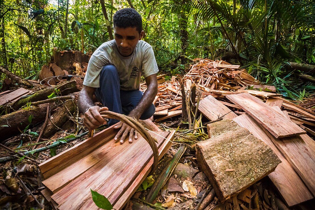 France, French Guiana, Kourou, Wapa Lodge, Carpenters cutting a red wapa, a preferred tree for the shingles of the lodge because resistant to twenty years